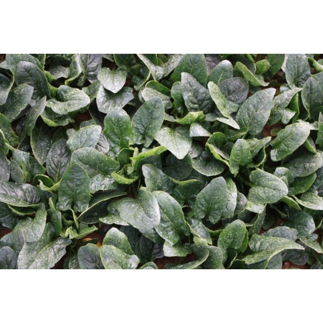 nan – Δίνει premium χαρακτήρα στο περιβάλλον | iroots.gr