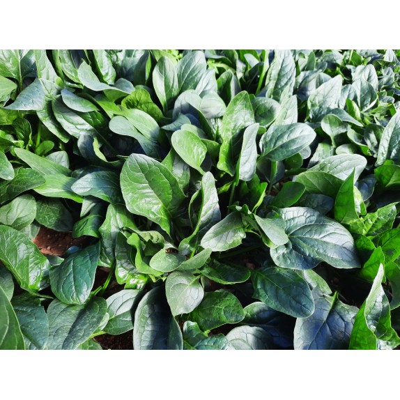 nan – Προσφέρει μοναδική αισθητική | iroots.gr