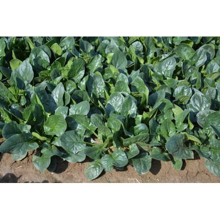 nan – Αναβαθμίζει άμεσα τον χώρο σου | iroots.gr