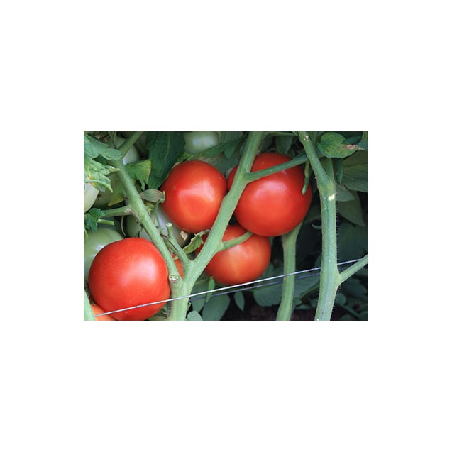 Σπόρος Τομάτα αυτοκλαδευόμενη ZINNIA F1 1.000 σπόρων ΕΛΑΝΚΟ ΕΛΛΑΣ