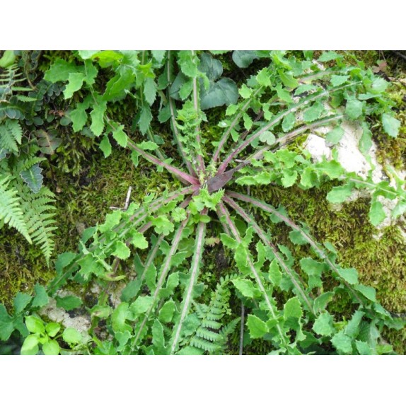 nan – Δημιουργεί αίσθηση πολυτέλειας χωρίς κόπο | iroots.gr