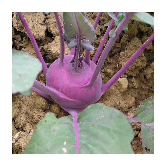 nan – Αναβαθμίζει άμεσα τον χώρο σου | iroots.gr