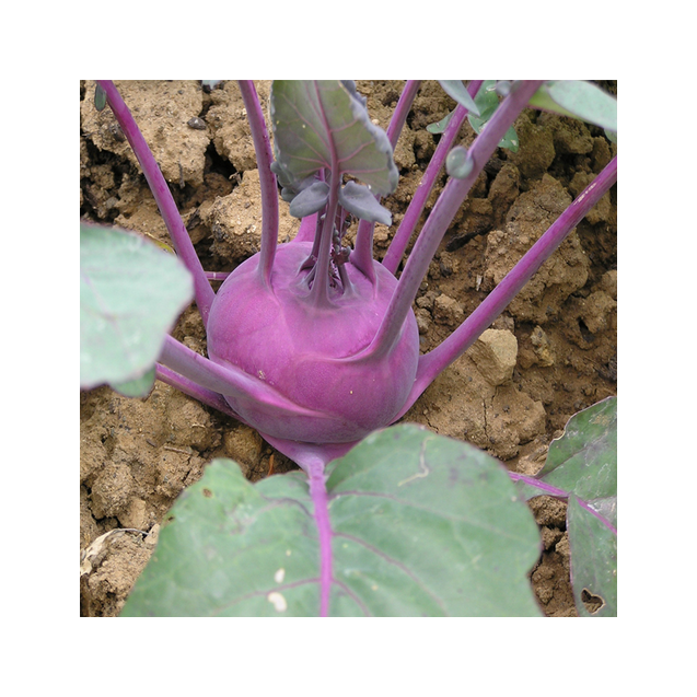 Σπόρος ΓΟΓΓΥΛΙ Kolhrabi PURPLE WENER BLAUWE 50gr