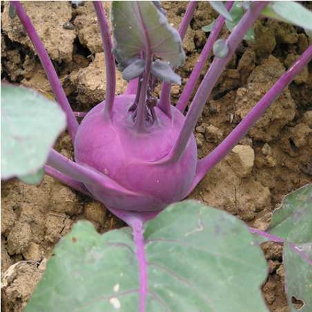 Σπόρος ΓΟΓΓΥΛΙ Kolhrabi PURPLE WENER BLAUWE 50gr