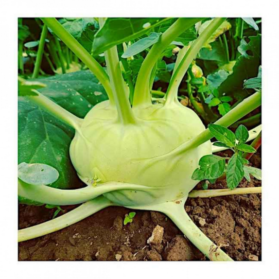 nan – Ταιριάζει σε κάθε μοντέρνο ή επαγγελματικό χώρο | iroots.gr