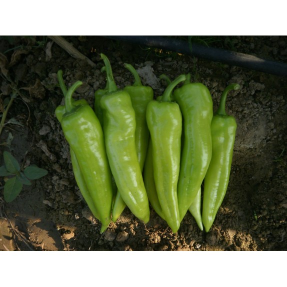 nan – Δημιουργεί αίσθηση πολυτέλειας χωρίς κόπο | iroots.gr