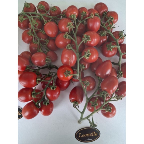 nan – Δίνει premium χαρακτήρα στο περιβάλλον | iroots.gr