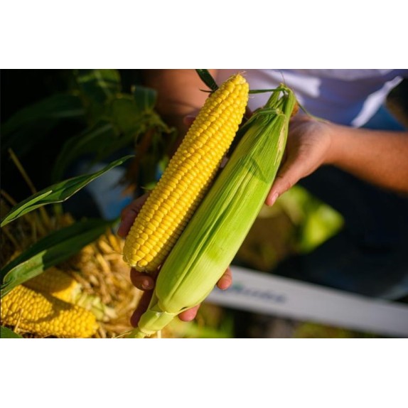 nan – Ταιριάζει σε κάθε μοντέρνο ή επαγγελματικό χώρο | iroots.gr