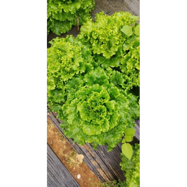 nan – Ταιριάζει σε κάθε μοντέρνο ή επαγγελματικό χώρο | iroots.gr