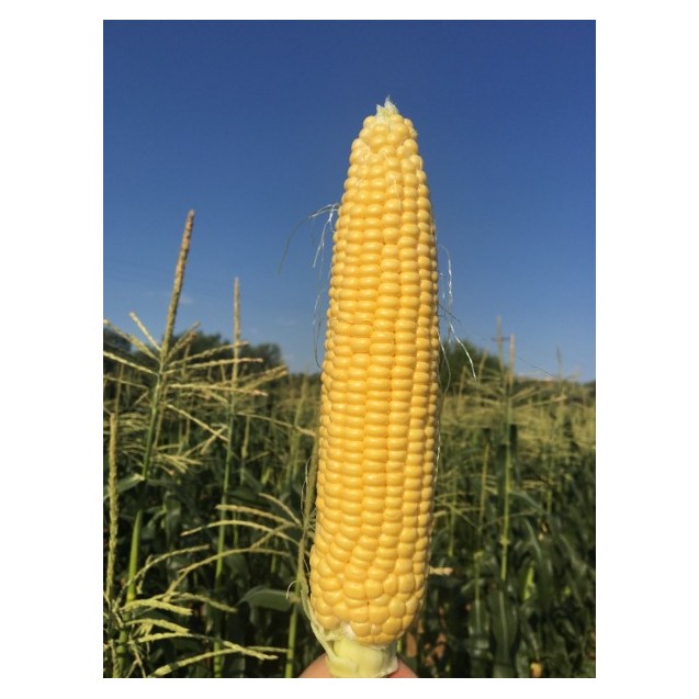 nan – Δημιουργεί αίσθηση πολυτέλειας χωρίς κόπο | iroots.gr