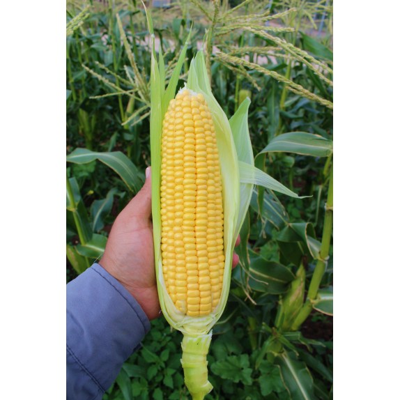 nan – Δημιουργεί αίσθηση πολυτέλειας χωρίς κόπο | iroots.gr