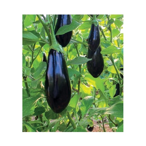 nan – Προσφέρει μοναδική αισθητική | iroots.gr