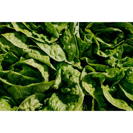 Σπόρος Σπανάκι semi savoy- baby leaf SKARNE/PV 1656 F1 1.000.000 σπόρων KWS ΕΛΑΝΚΟ ΕΛΛΑΣ