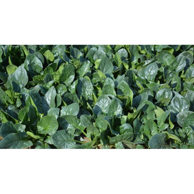 Σπόρος Σπανάκι smooth ACCORDION F1 100.000 σπόρων KWS ΕΛΑΝΚΟ ΕΛΛΑΣ