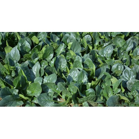 Σπόρος Σπανάκι smooth ACCORDION F1 100.000 σπόρων KWS ΕΛΑΝΚΟ ΕΛΛΑΣ
