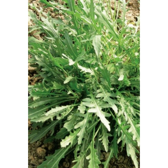 nan – Δίνει premium χαρακτήρα στο περιβάλλον | iroots.gr