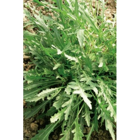 nan – Δίνει premium χαρακτήρα στο περιβάλλον | iroots.gr