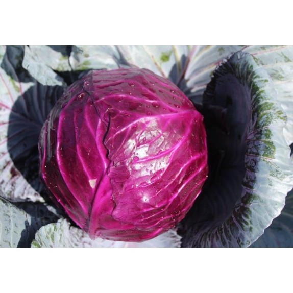 nan – Προσφέρει μοναδική αισθητική | iroots.gr