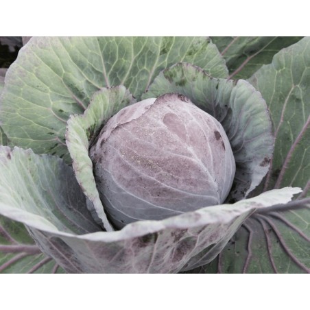 Σπόρος Λάχανο (κόκκινο) RIVA F1 (80-85 ημ.) 2.500 σπόρων Syngenta