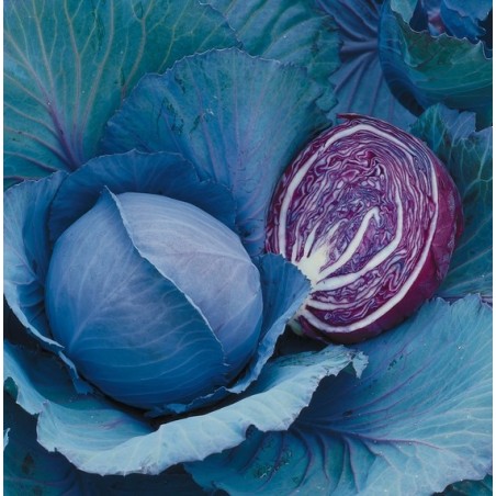 nan – Ταιριάζει σε κάθε μοντέρνο ή επαγγελματικό χώρο | iroots.gr