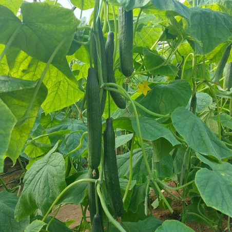 nan – Δημιουργεί αίσθηση πολυτέλειας χωρίς κόπο | iroots.gr