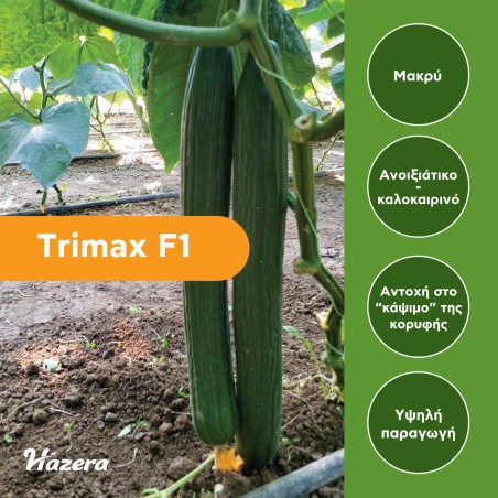 Σπόρος Αγγούρι μακρύ Trimax F1 500 σπόρων Hazera
