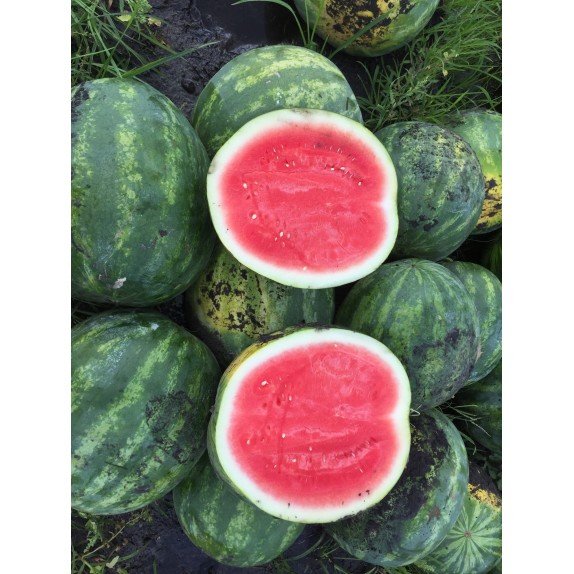 nan – Ταιριάζει σε κάθε μοντέρνο ή επαγγελματικό χώρο | iroots.gr