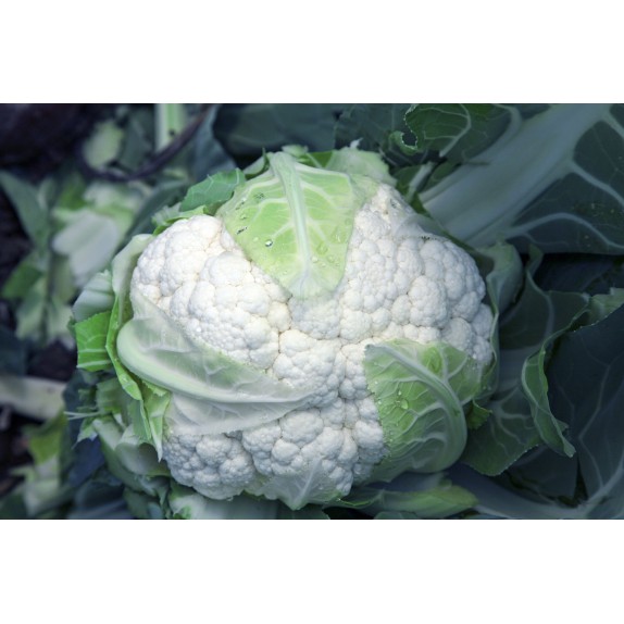 nan – Αναβαθμίζει άμεσα τον χώρο σου | iroots.gr