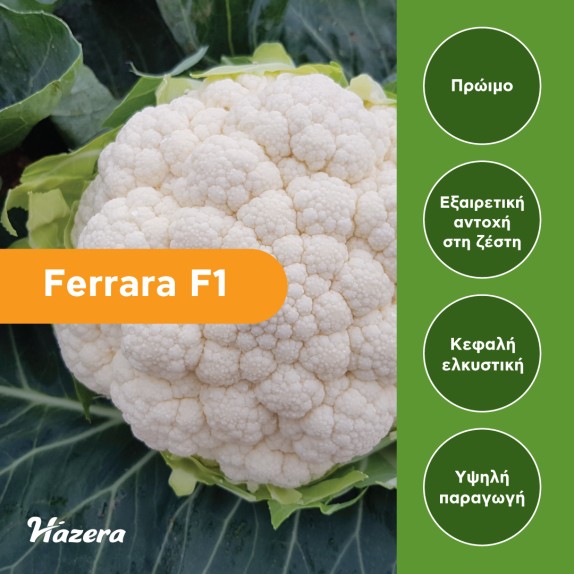 nan – Προσφέρει μοναδική αισθητική | iroots.gr