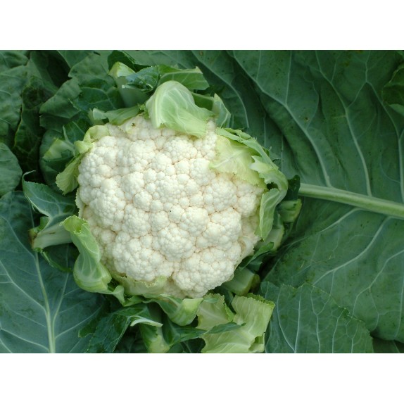 nan – Ταιριάζει σε κάθε μοντέρνο ή επαγγελματικό χώρο | iroots.gr