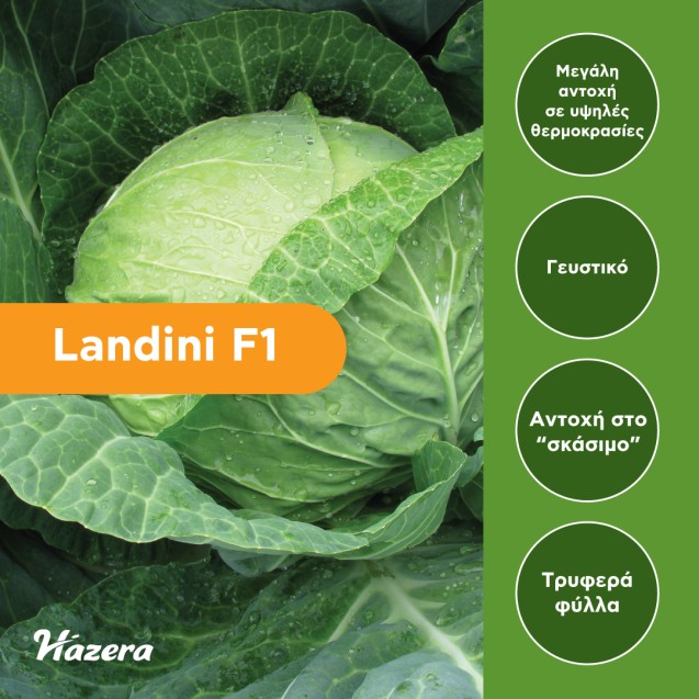 Σπόρος Λάχανο Landini F1 2500 σπόρων (85-90 ημερών) Hazera