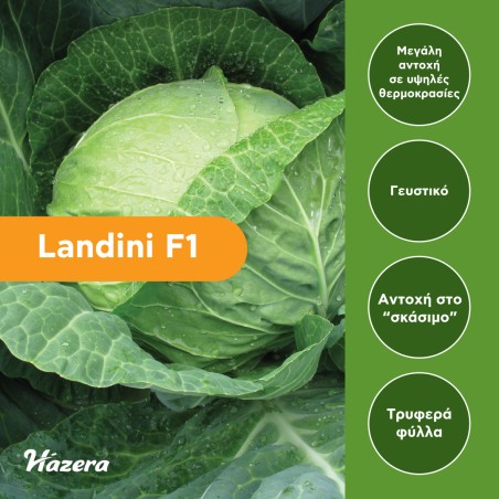 Σπόρος Λάχανο Landini F1 2500 σπόρων (85-90 ημερών) Hazera