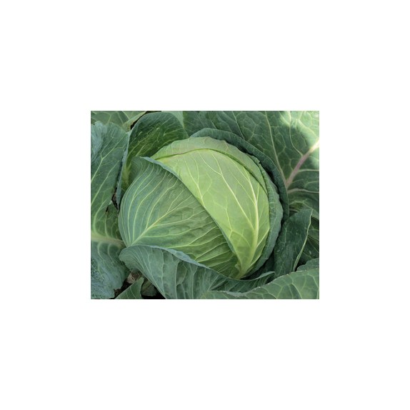 nan – Ταιριάζει σε κάθε μοντέρνο ή επαγγελματικό χώρο | iroots.gr