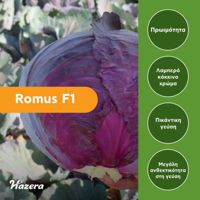 Σπόρος Λάχανο Romus F1 2500 σπόρων (75-90 ημερών) Hazera