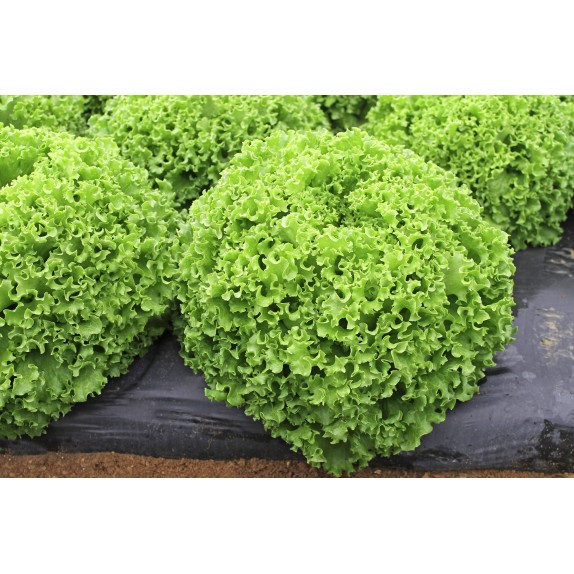 nan – Προσφέρει μοναδική αισθητική | iroots.gr