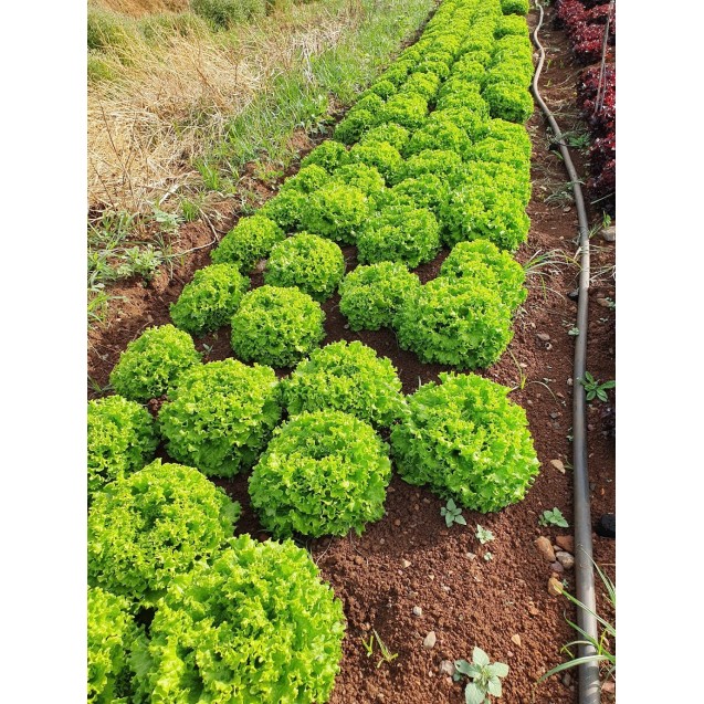 nan – Αναβαθμίζει άμεσα τον χώρο σου | iroots.gr