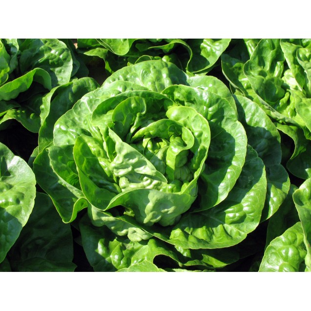 nan – Δίνει premium χαρακτήρα στο περιβάλλον | iroots.gr