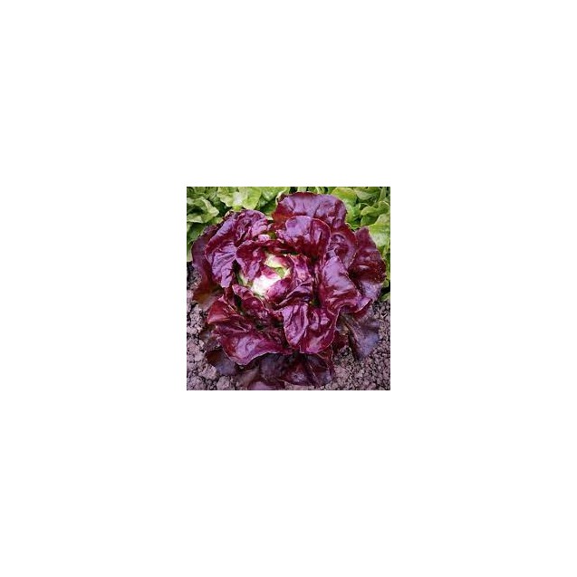 nan – Ταιριάζει σε κάθε μοντέρνο ή επαγγελματικό χώρο | iroots.gr