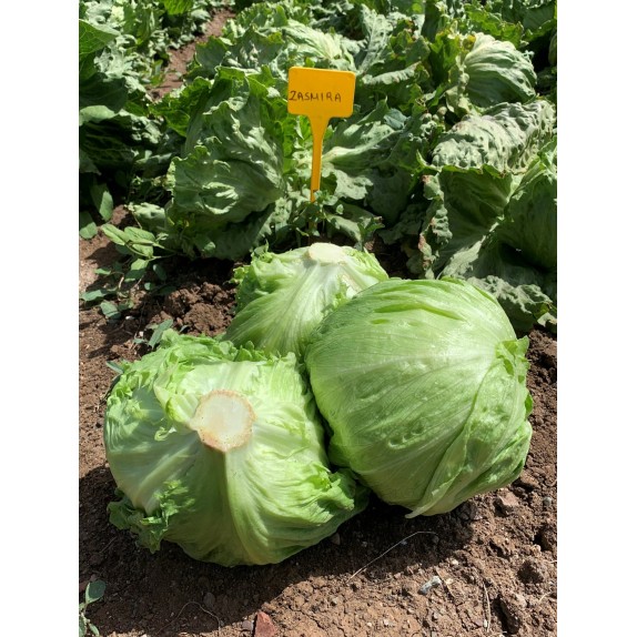 nan – Προσφέρει μοναδική αισθητική | iroots.gr