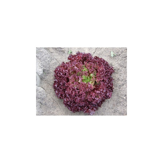 nan – Αναβαθμίζει άμεσα τον χώρο σου | iroots.gr