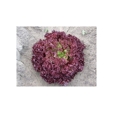 nan – Αναβαθμίζει άμεσα τον χώρο σου | iroots.gr