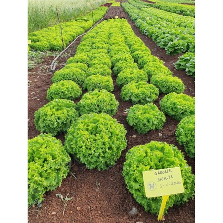 nan – Ταιριάζει σε κάθε μοντέρνο ή επαγγελματικό χώρο | iroots.gr