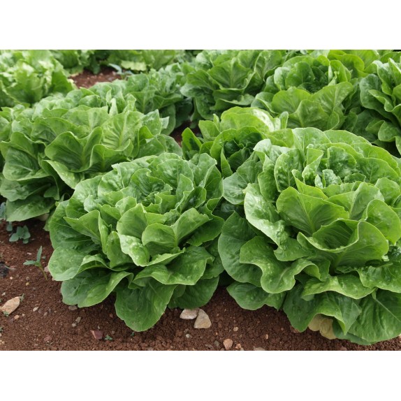 nan – Δίνει premium χαρακτήρα στο περιβάλλον | iroots.gr