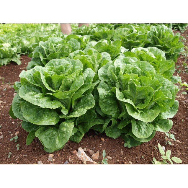 nan – Δίνει premium χαρακτήρα στο περιβάλλον | iroots.gr