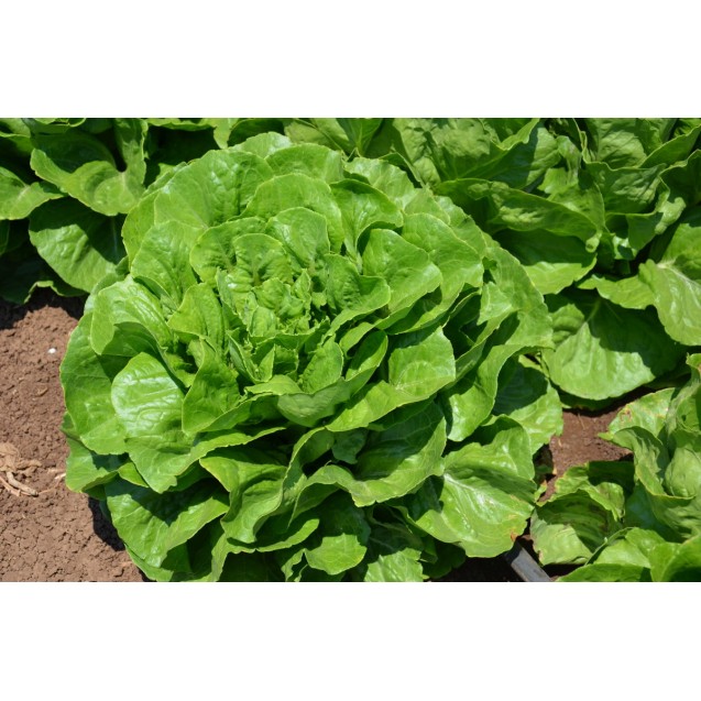 nan – Δημιουργεί αίσθηση πολυτέλειας χωρίς κόπο | iroots.gr