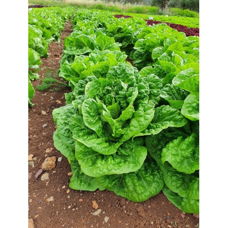 nan – Ταιριάζει σε κάθε μοντέρνο ή επαγγελματικό χώρο | iroots.gr