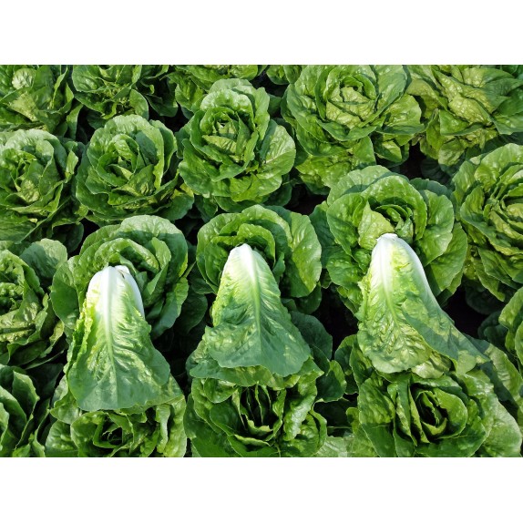 nan – Προσφέρει μοναδική αισθητική | iroots.gr