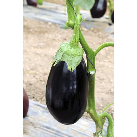 nan – Ταιριάζει σε κάθε μοντέρνο ή επαγγελματικό χώρο | iroots.gr