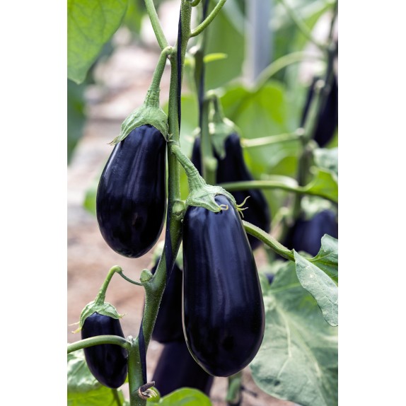 nan – Προσφέρει μοναδική αισθητική | iroots.gr