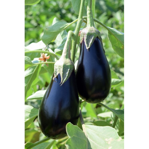 nan – Προσφέρει μοναδική αισθητική | iroots.gr